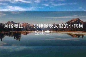 網(wǎng)絡(luò)爆紅，一只神似灰太狼的小狗橫空出世！